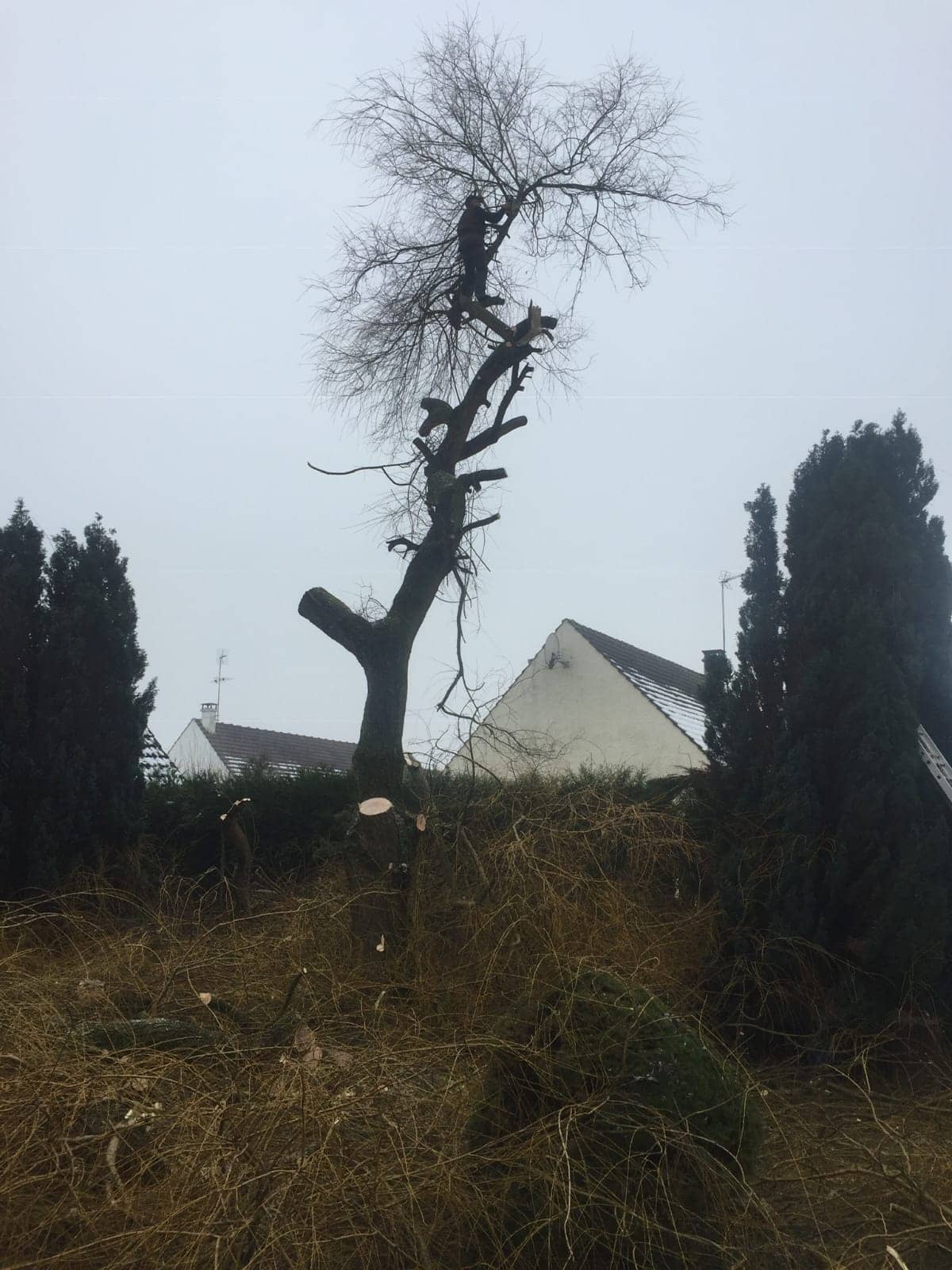 demontage d'un arbre dans l'oise