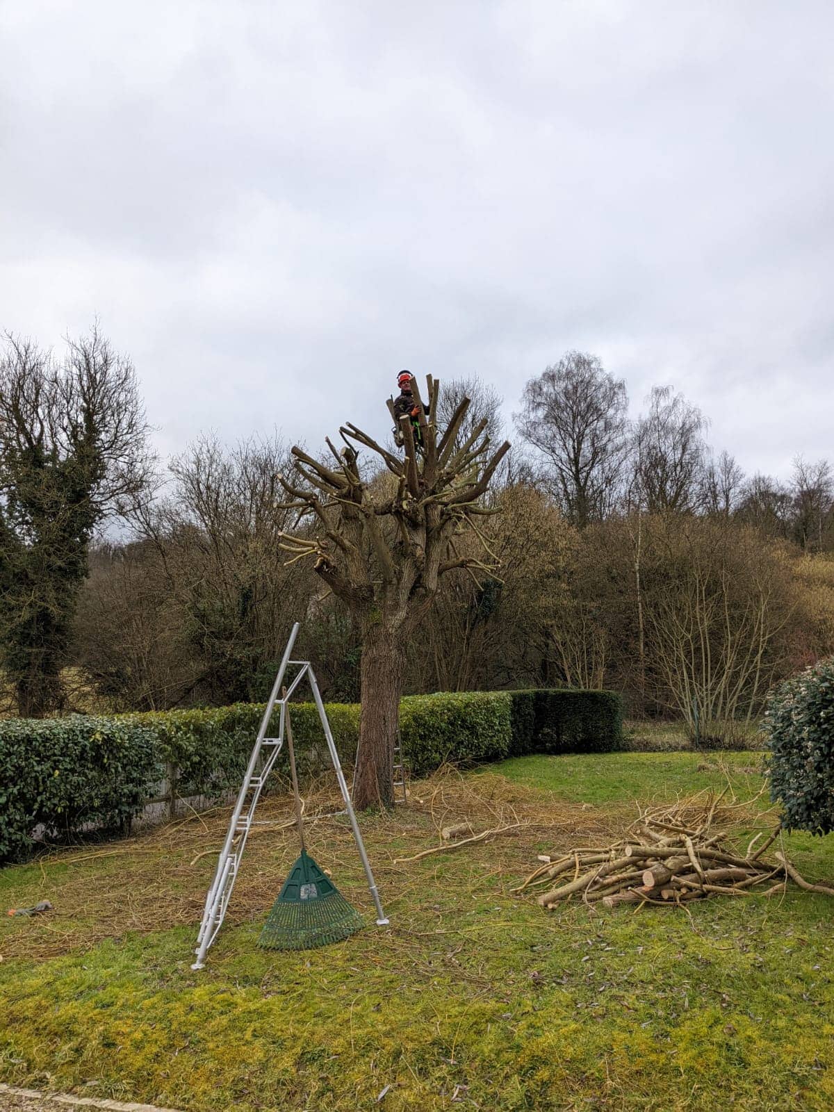 elagage d'un arbre dans l'oise