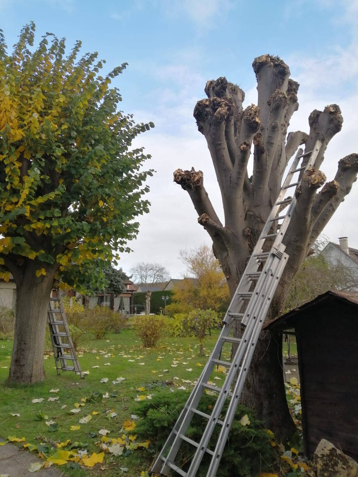 elagage d'un arbre dans l'oise